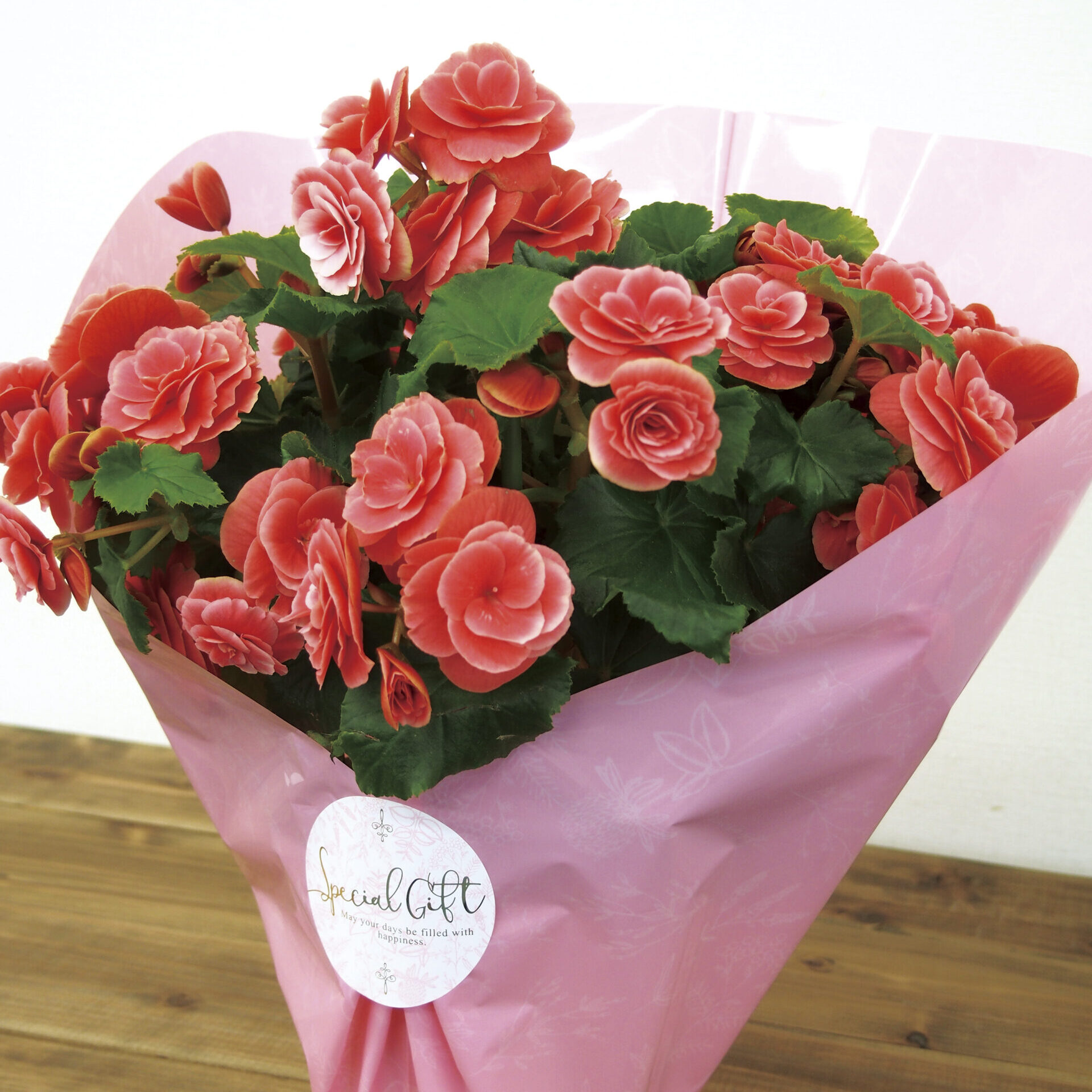 WSフィットポット