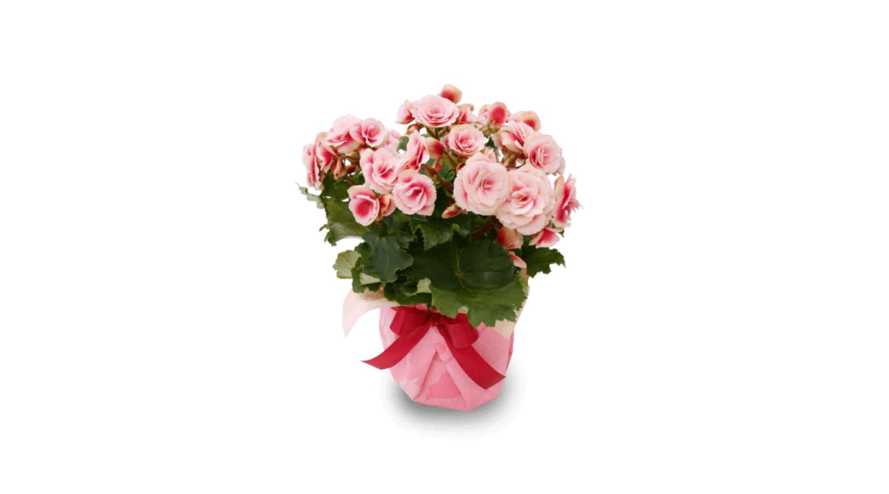 鉢物①｜包むラッピングの手順