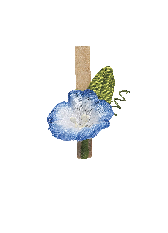 クリップ朝顔